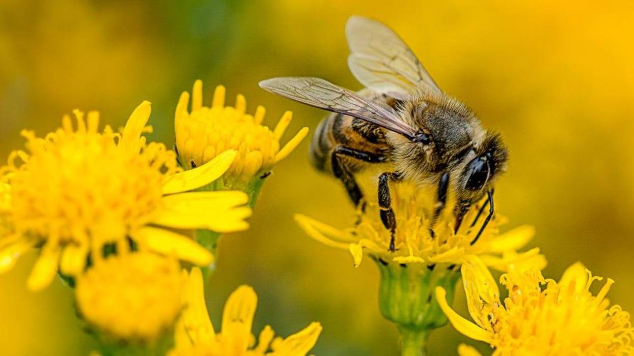 Court Finds EPA Approval of Bee-Killing Sulfoxaflor Unlawful
