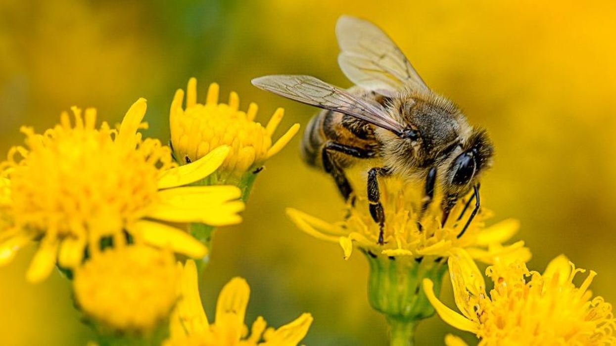 Court Finds EPA Approval of Bee-Killing Sulfoxaflor Unlawful