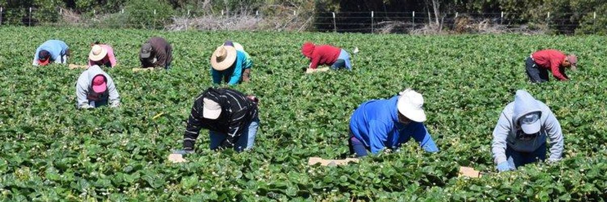 "Essential" Immigrant Farmworkers Struggle to Feed Themselves During Coronavirus