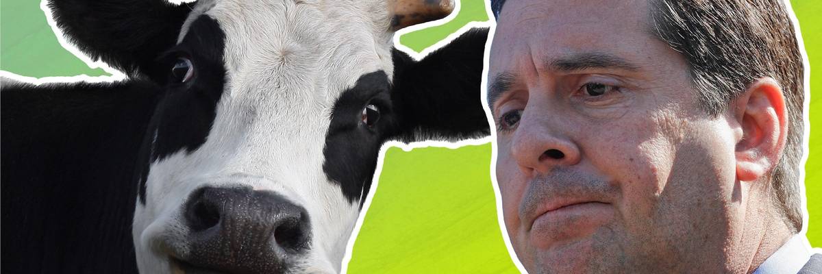 cow