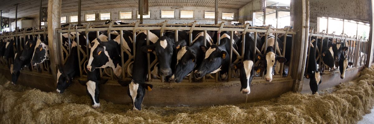 Cows are shown in factory farm conditions.
