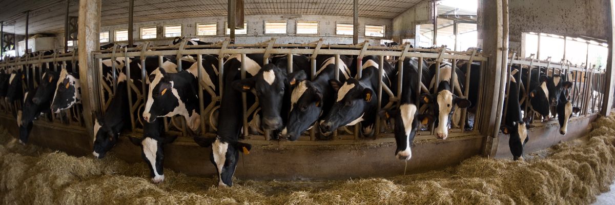Cows are shown in factory farm conditions.