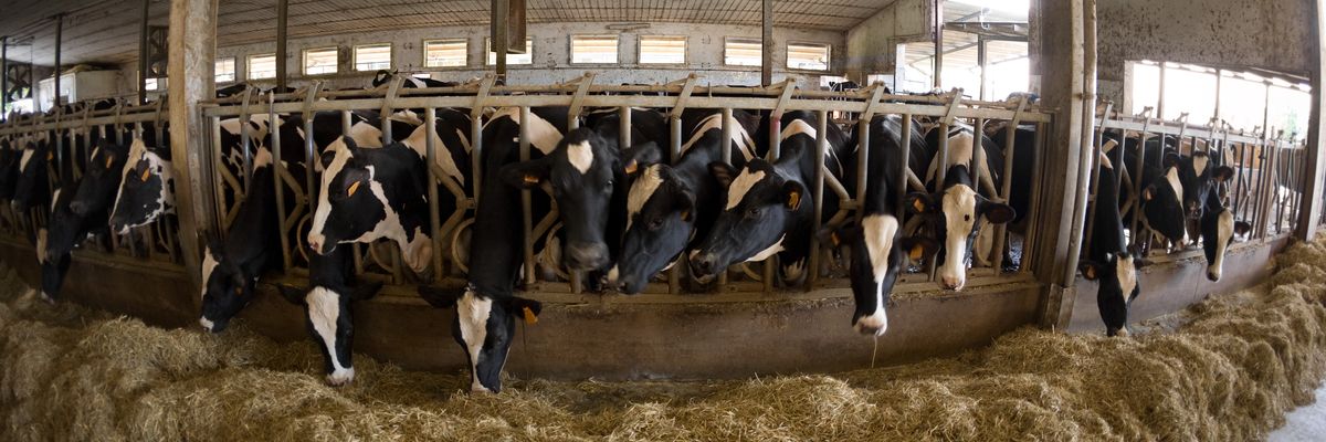 Cows are shown in factory farm conditions.