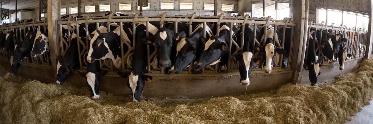 Cows are shown in factory farm conditions.