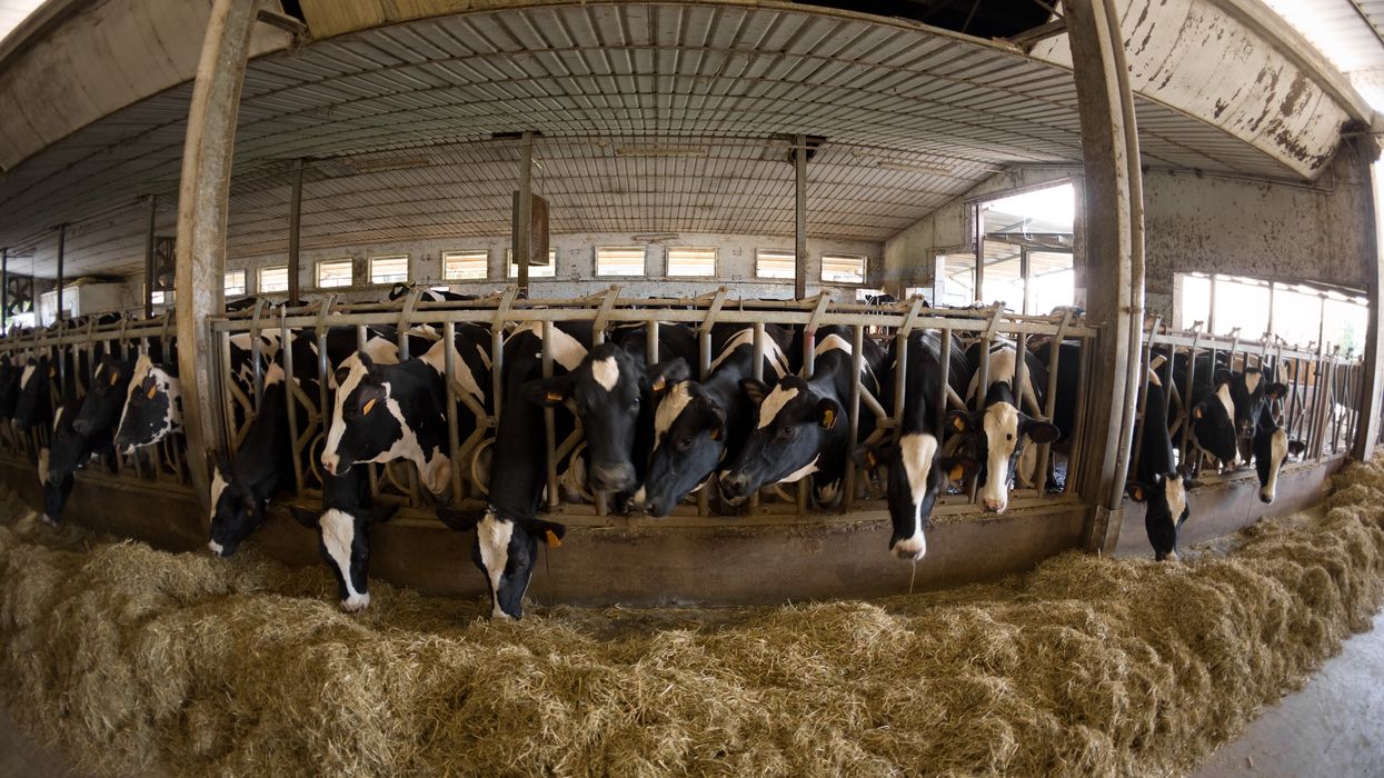 Cows are shown in factory farm conditions.