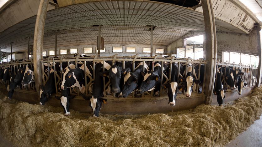 Cows are shown in factory farm conditions.