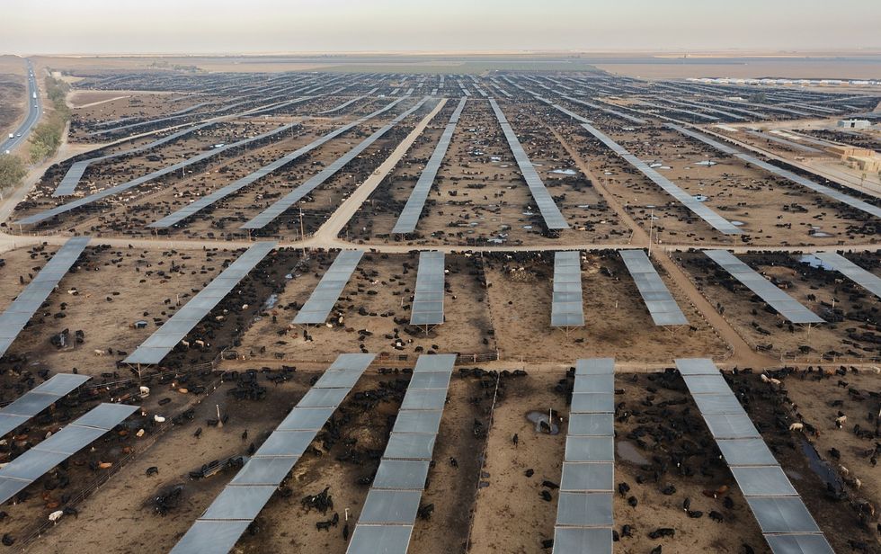 Cows at ranch pre-slaughter.