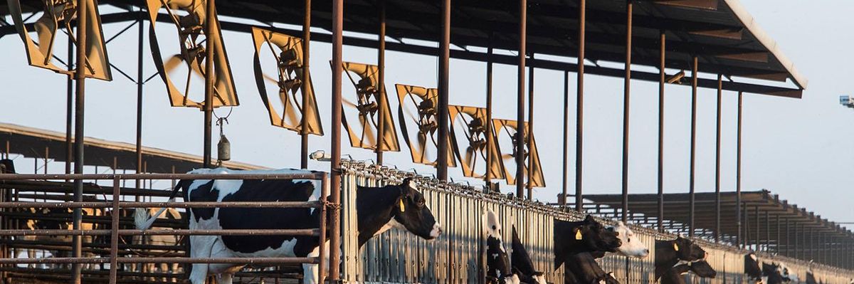 Cows at seen at a dairy farm