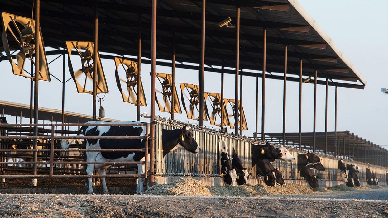 Cows at seen at a dairy farm