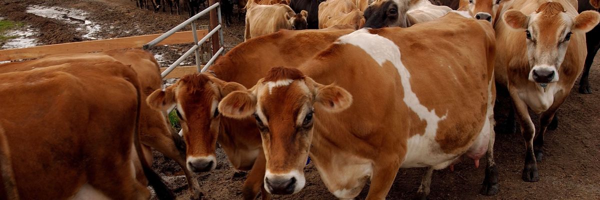 Cows Graze In California Fields
