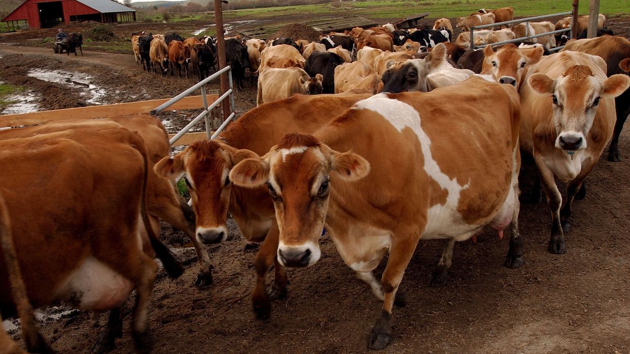 Cows Graze In California Fields