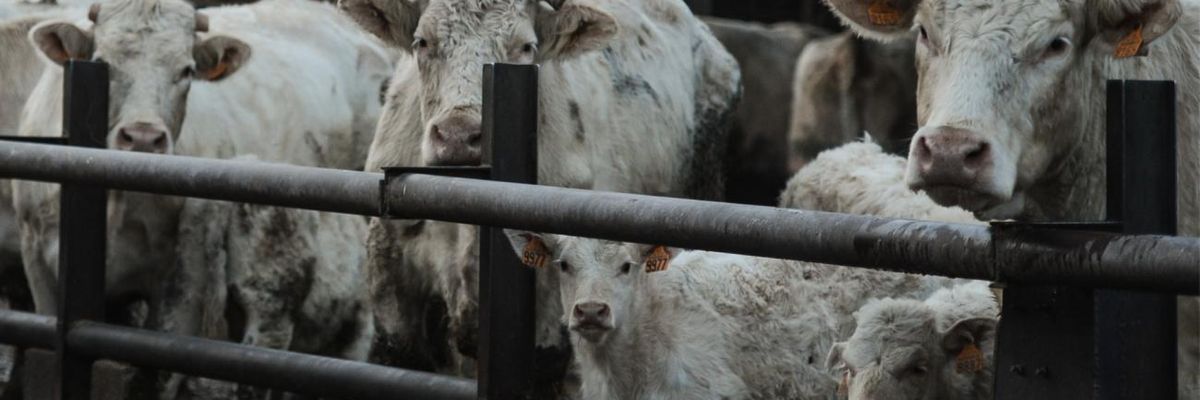 Cows on a farm in France.