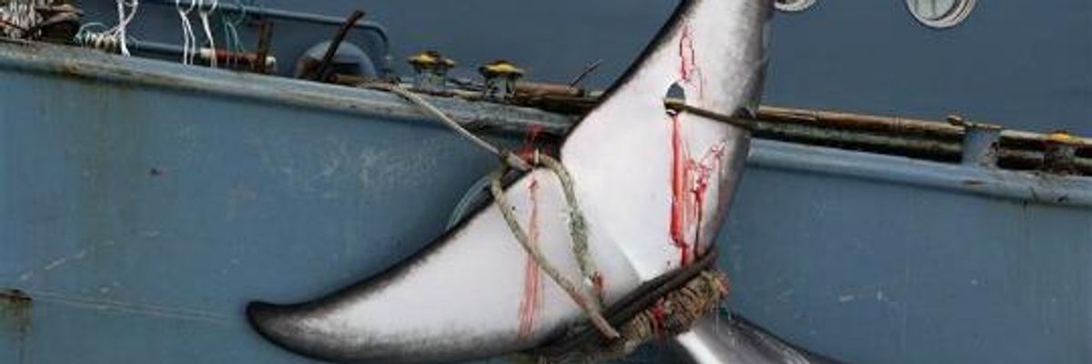 Japan Prime Minister's Plan: 'Kill the Whales'