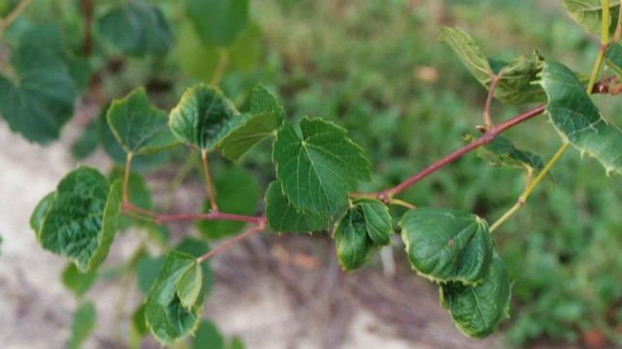 The Biotech Trade Empire Strikes Back--at USDA!