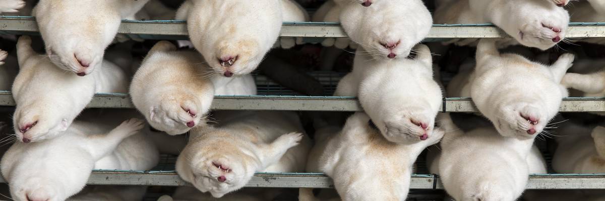 Culled minks are seen on November 14, 2020 in Jyllinge, Denmark.