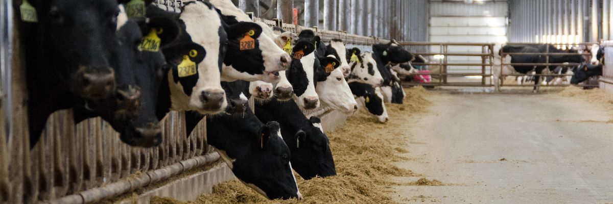 Dairy cows eat hay and silage in Deerfield, Wisconsin.