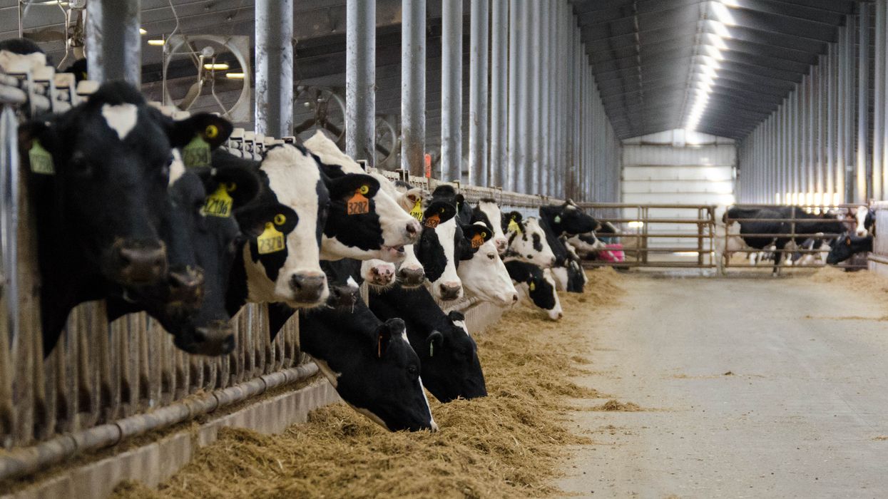 Dairy cows eat hay and silage in Deerfield, Wisconsin.