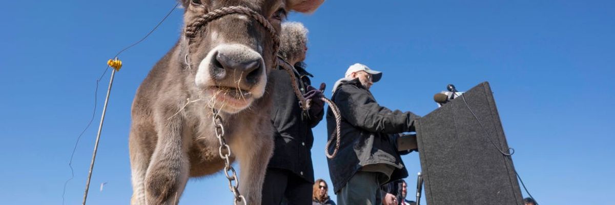 Dairy farmer talks about PFAS contanimation in his fields and cows