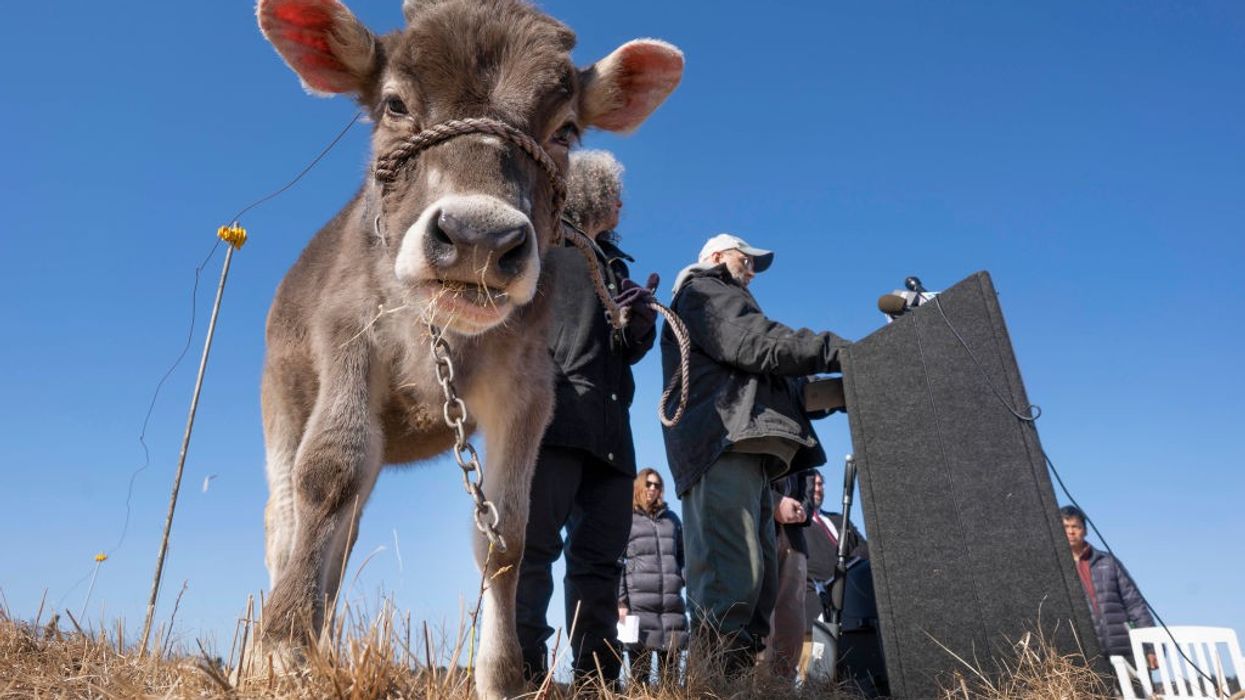 Dairy farmer talks about PFAS contanimation in his fields and cows