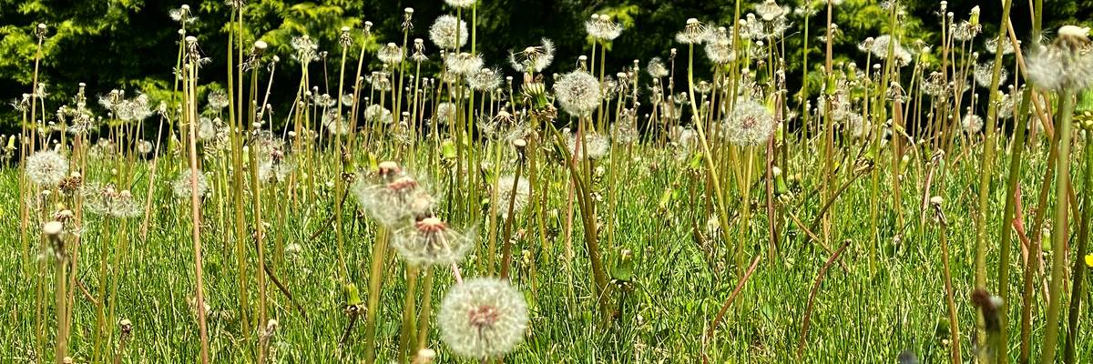 Dandelion seed pods in a field.