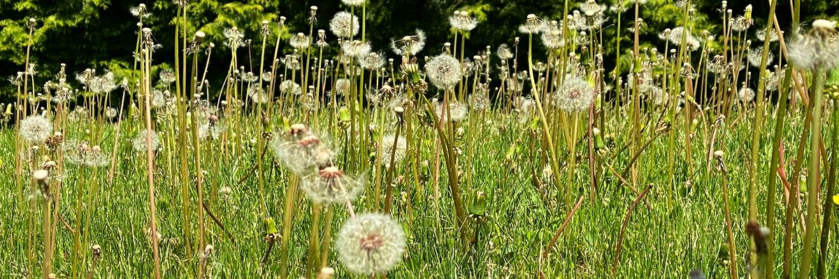 Dandelion seed pods in a field.