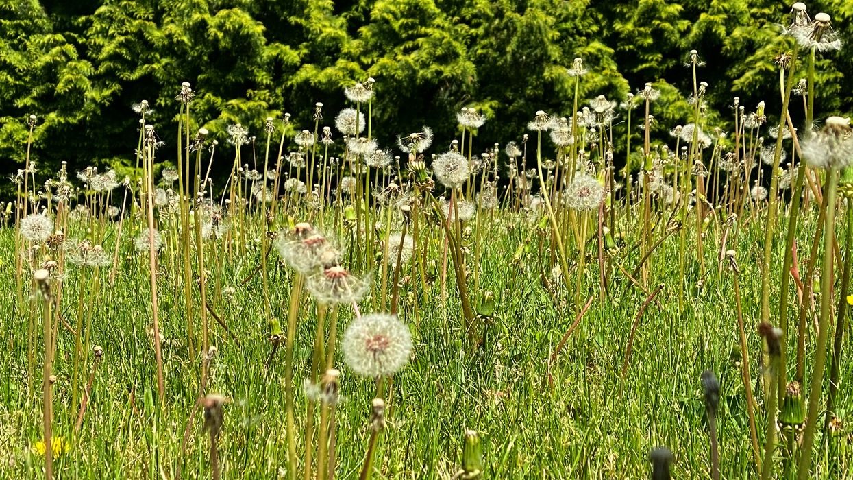 Dandelion seed pods in a field.