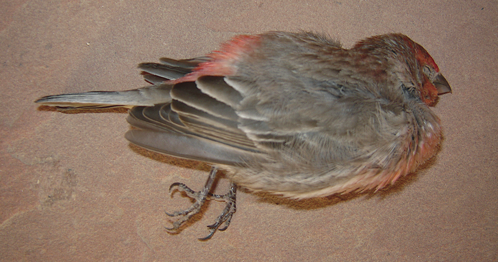 Dead bird