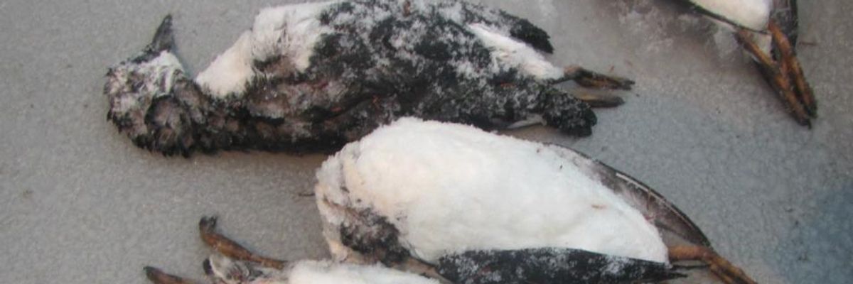 'Scale of This Failure Has No Precedent': Scientists Say Hot Ocean 'Blob' Killed One Million Seabirds