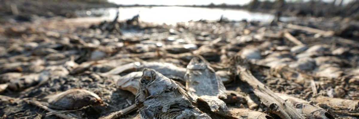 Dead fish on the banks of an Iraqi marsh.