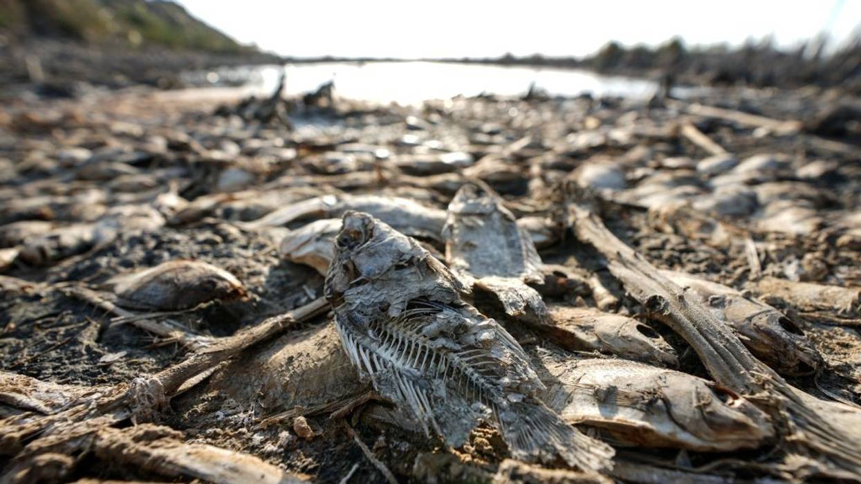 Dead fish on the banks of an Iraqi marsh.