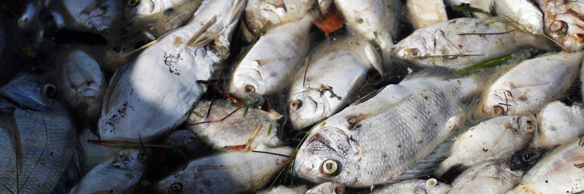 Dead fish, the result of a red tide, in Madeira Beach, Florida