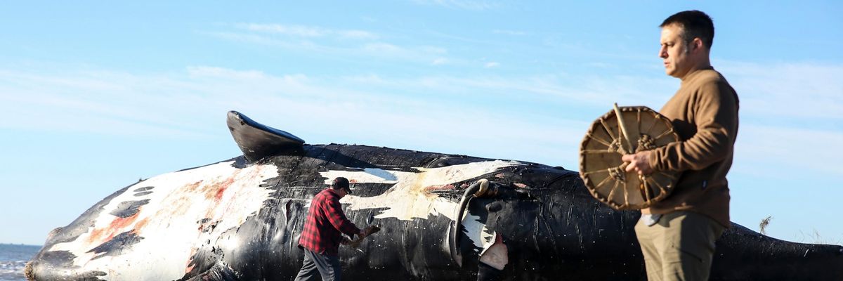 Dead North Atlantic right whale