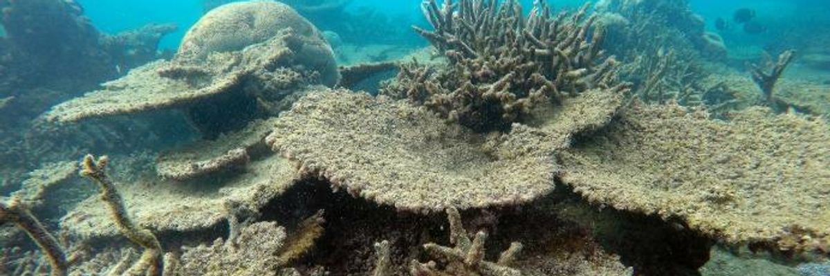 'The Coral Was Cooked': 2016 Deadliest Year on Record for Great Barrier Reef