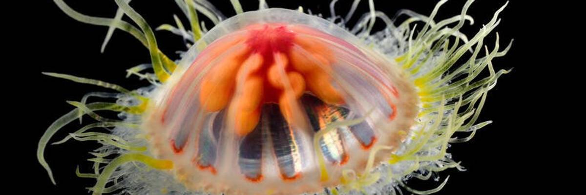 Deep-sea jelly.
