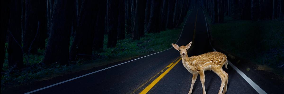 deer_caught_headlights