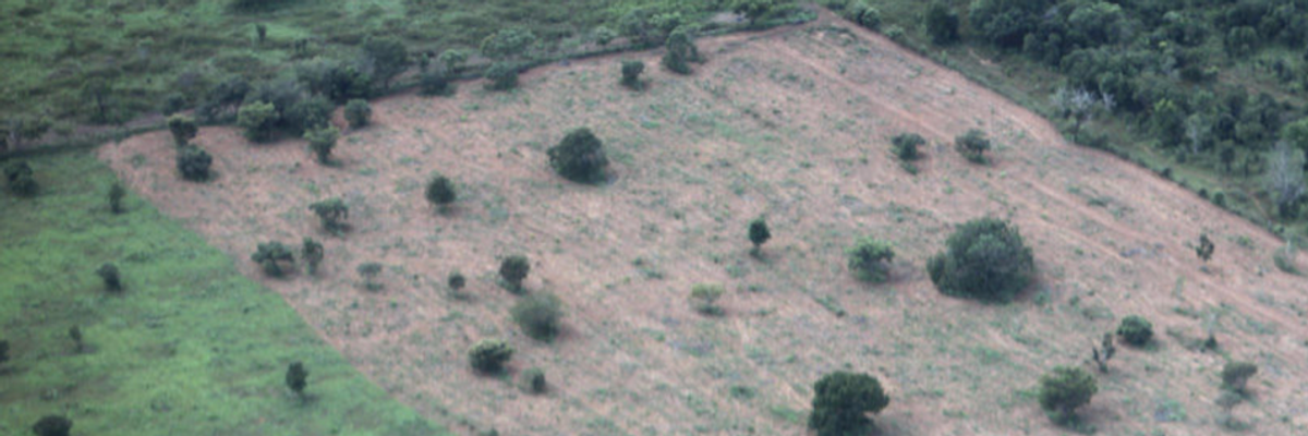 Climate Study Warns Rainforest Turning Into Savanna