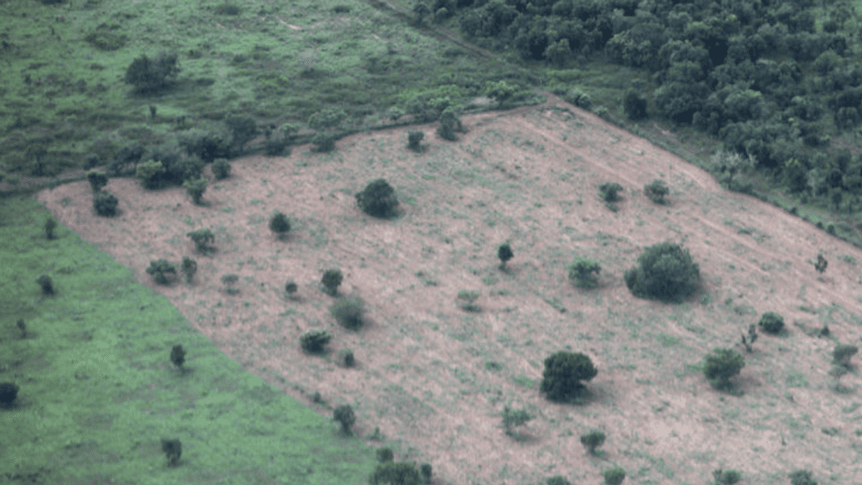 Climate Study Warns Rainforest Turning Into Savanna