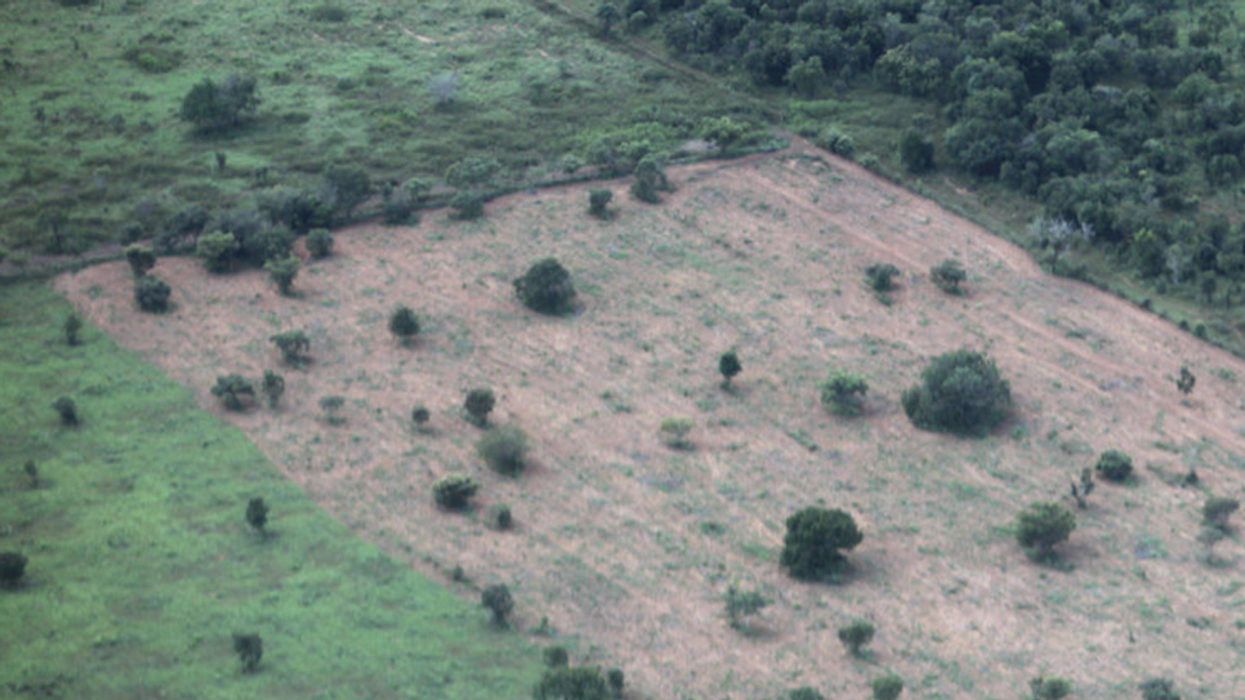 Climate Study Warns Rainforest Turning Into Savanna