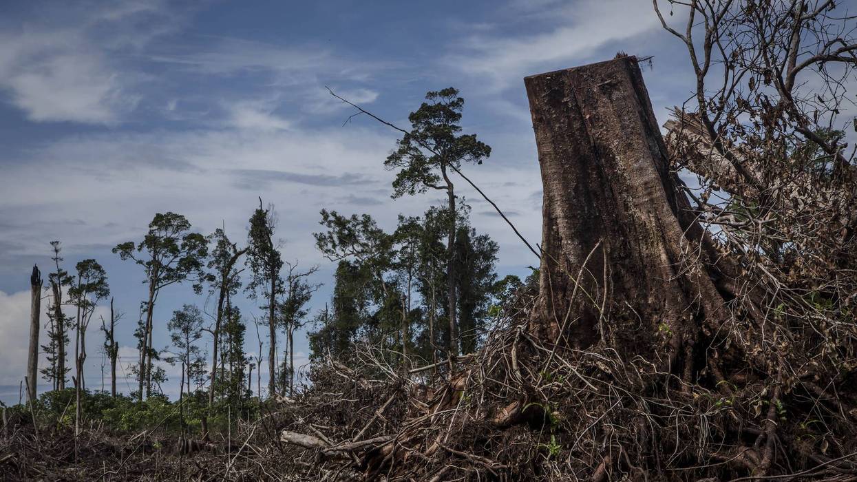 Deforestation in Indonesia