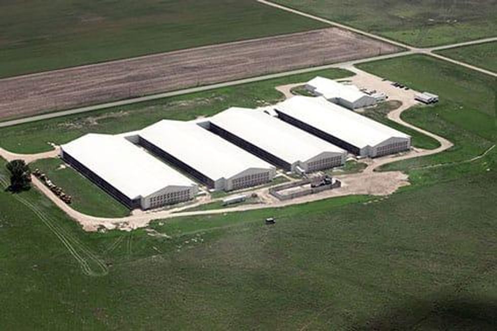 Delta Egg in Chase, Kansas, 100,000-hens per building, none outdoors.