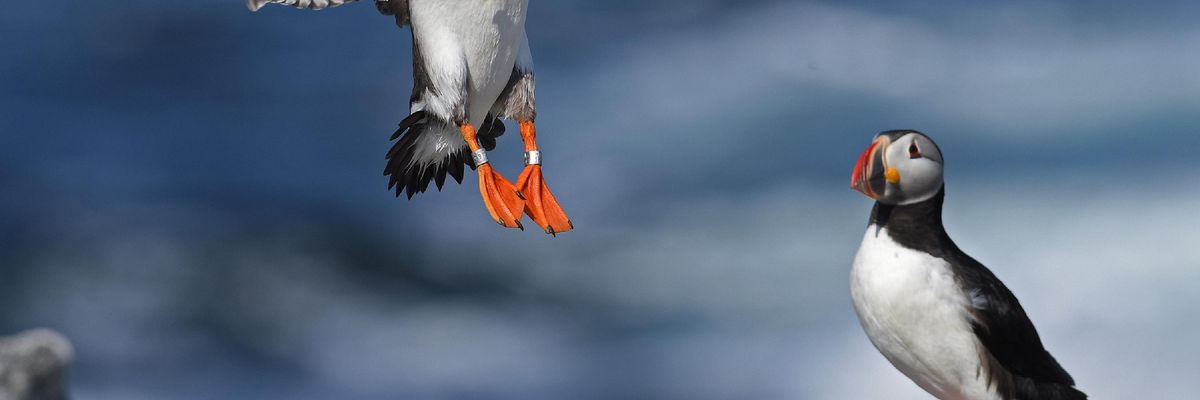 Derrick Jackson_Haddock_Landing-1.