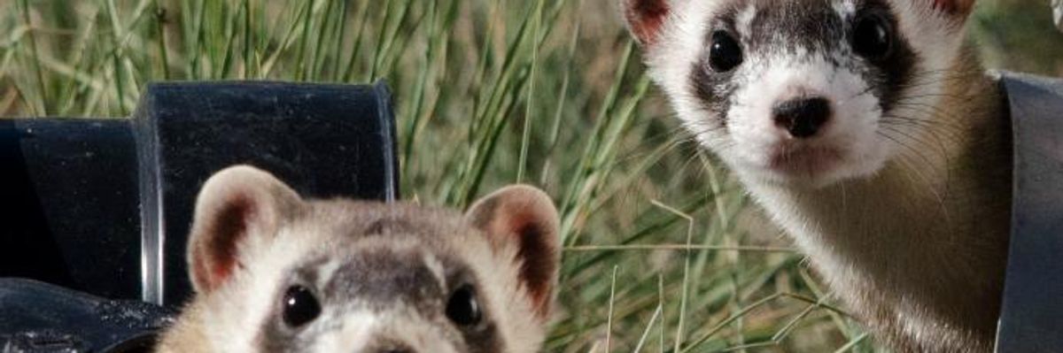 Citing 'Common Good,' Nearly 1,500 Scientists Demand Congress Shield Endangered Species Act From GOP Attacks