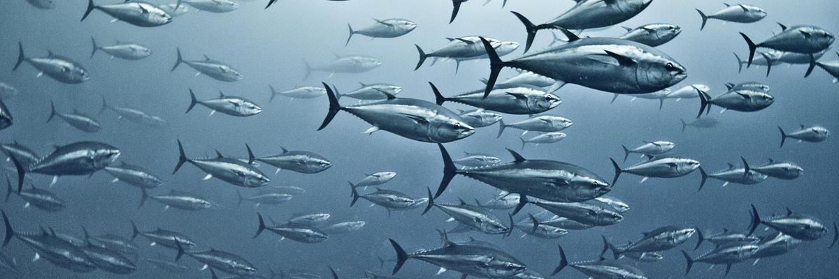 This Film Will Change Your Mind About the Fishing Industry