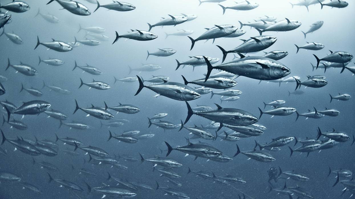 This Film Will Change Your Mind About the Fishing Industry