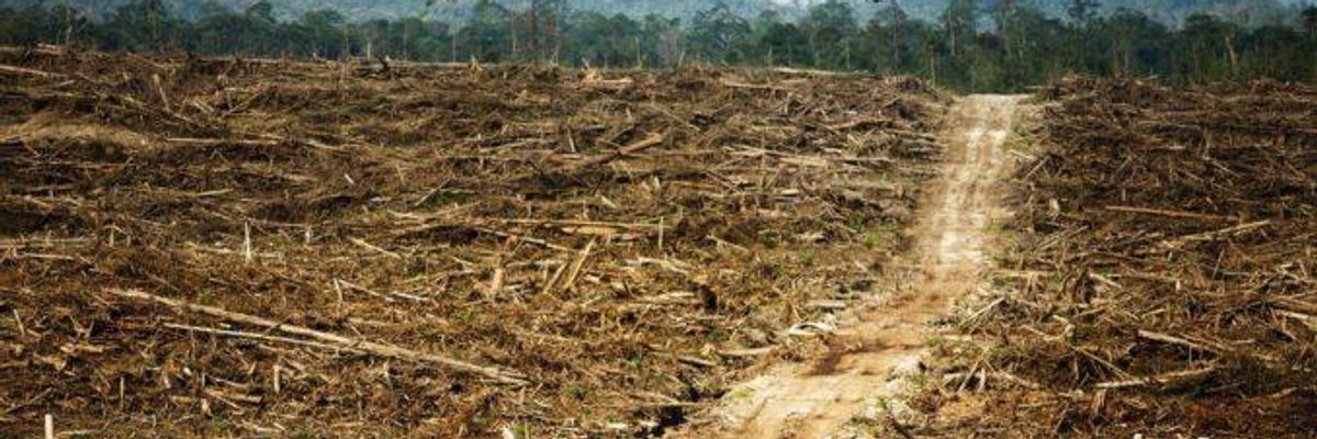 Destruction of rainforest in West Kalimantan, Borneo paves way for palm oil plantation