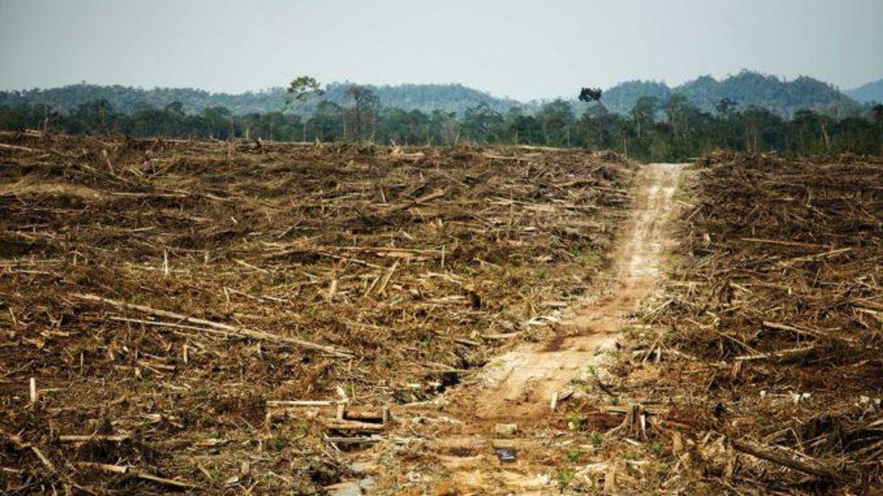Destruction of rainforest in West Kalimantan, Borneo paves way for palm oil plantation