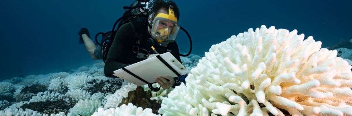 diver doing research on coral reefs