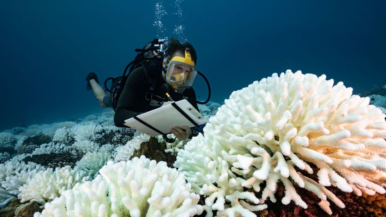 diver doing research on coral reefs