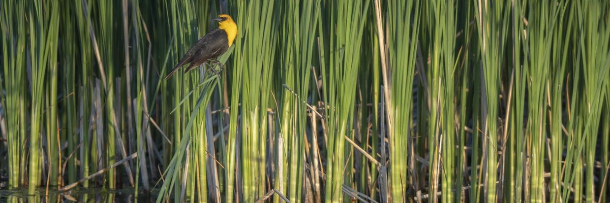 The Rights of Nature: We Need Nature More Than It Needs Us