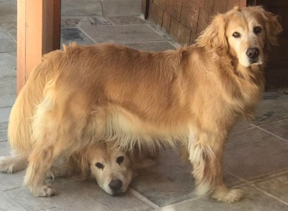 Dog deputy Mayors Mitzi and Mikey play hide and seek.